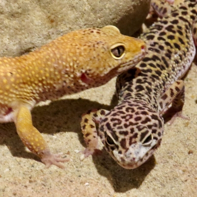 Leopard gecko - De Zonnegloed - Animal park - Animal refuge centre 